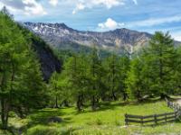 Herrlicher Lärchenwald auf der Hoaz Alm im Ködnitztal
